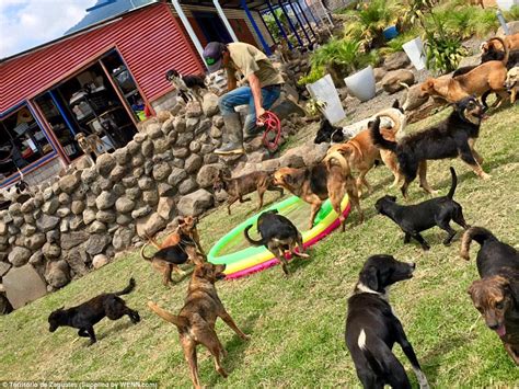 Dog Paradise ‘land Of The Strays In Costa Rica Where Nearly 1000 Run