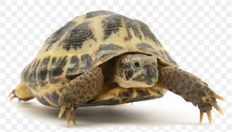 The asian forest tortoise manouria emys (formerly geochelone emys) is the largest tortoise inhabiting tropical asia. Turtle Reptile The Tortoise And The Hare Leopard Tortoise ...