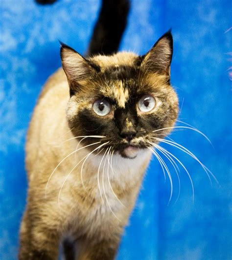Meet Che A Petfinder Adoptable Siamese Cat Seattle Wa
