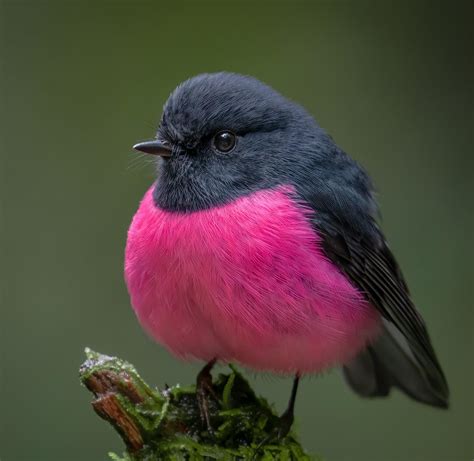 🔥 Pink Robin Petroica Rodinogaster Native To The Forests Of