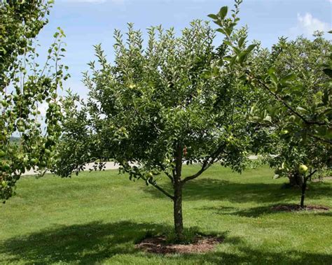 How To Choose The Best Apple Rootstock For Your Tree Minneopa Orchards