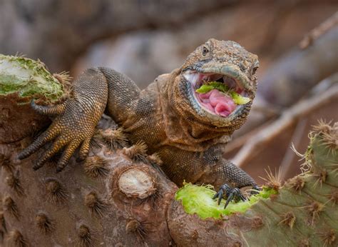 Iguana Eating Cactus Marko Dimitrijevic Photography