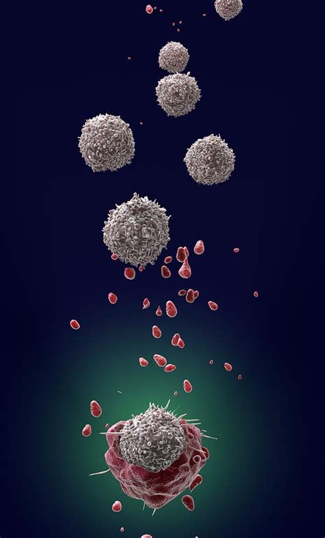 T Cell Attacking Cancer Cell Photograph By Tim Vernon Science Photo