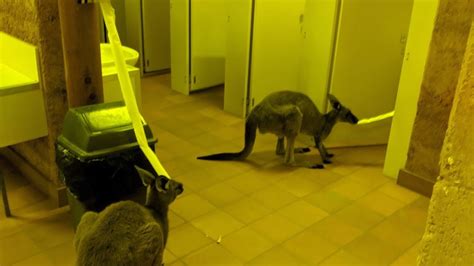Video Shows Two Kangaroos Eating Toilet Rolls In A Mens Bathroom Youtube