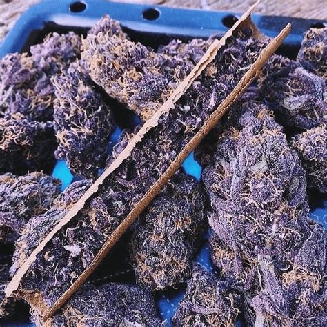 Purple Urkle Weed Strain Ganja Pharma Eu