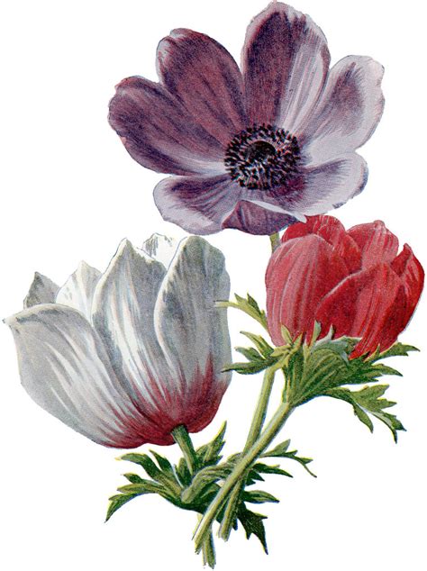 vintage lush red  white anemones botanical graphic