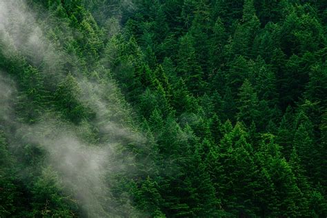 Hd Wallpaper Aerial Photo Of Forest Trees Fog Green Nature Clouds