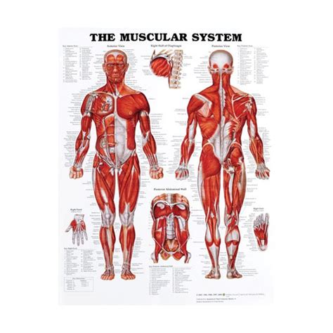 Muscular System Anatomical Chart Opc Health