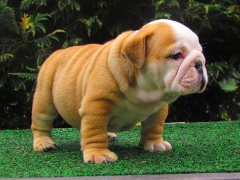 Small English Bulldog Puppy Picture With Sappy Eyes Picture Of Puppies