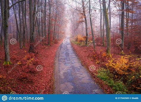 Asphalt Road Through Forest Autumn Trip In Autumn Stock Image Image