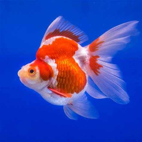 15 Most Popular Types Of Goldfish For Your Home Aquarium