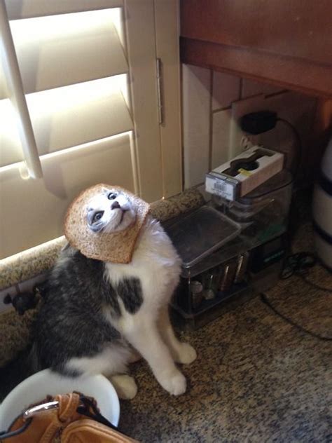 Breaded Cats Cat Breading Breading Cats Cats Cat Images Therapy Cat