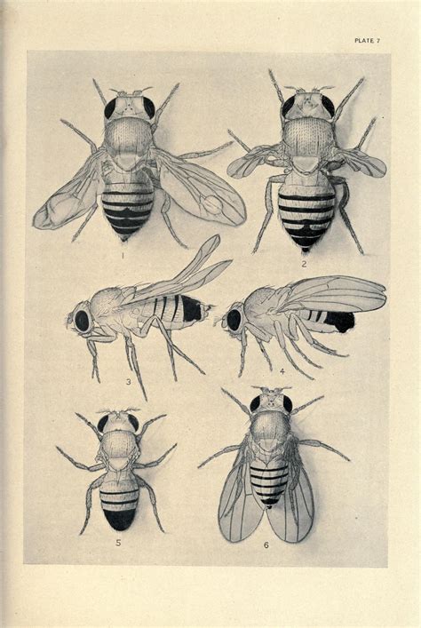 Drosophila melanogaster, the common fruit fly, has been used for genetic experiments since t.h. History Of Drosophila In Genetics - christianoperf