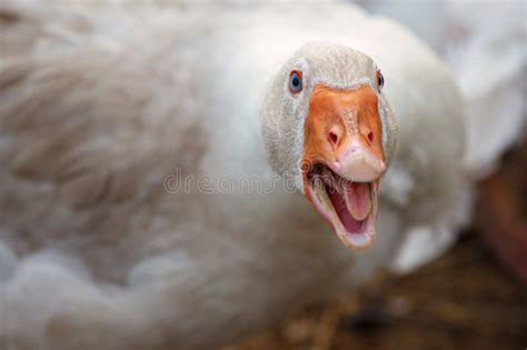Beak And Face Of White Angry Goose Stock Photo Image Of Agriculture