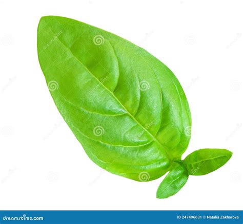 Basil Leaf Isolated Fresh Green Basil Herb On White Background Close