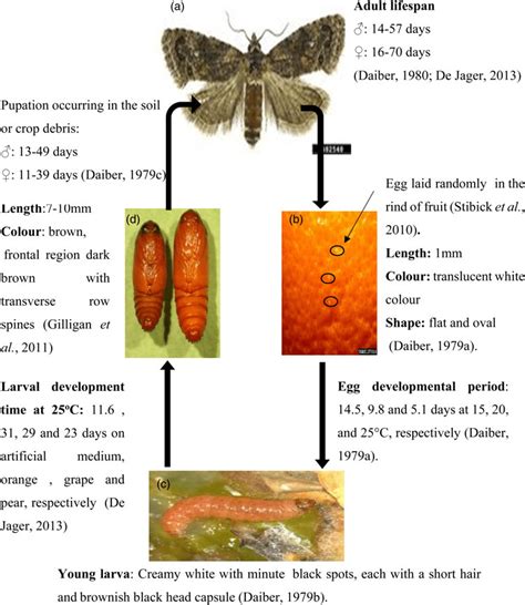 The Life Cycle Of Fcm A Adult B Eggs C Larva D