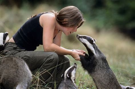 Eurasian Badger Meles Meles Wildlife Worker Daisy Collinson And Rescued Badgers At The