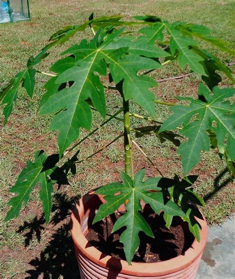 How To Grow Papaya Tree From Seeds In A Pot Papaya Plant Vegetable