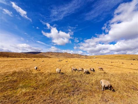 Flock Of Sheep Grazing In Autumn Sunny Meadow With Blue Sky And Snow