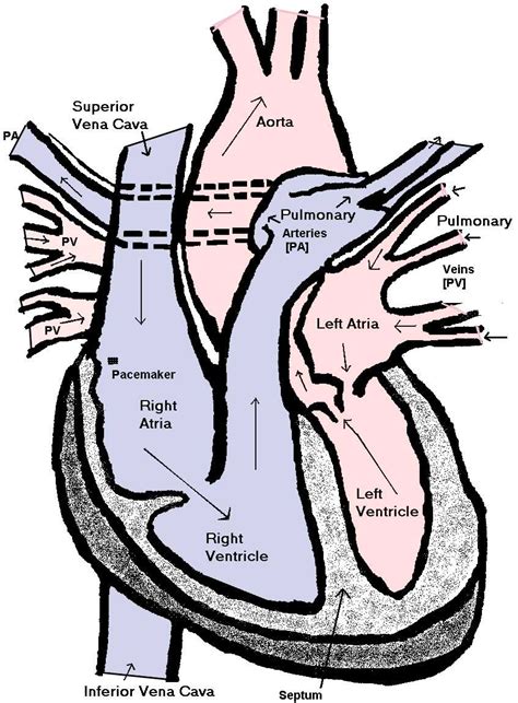 Simple Heart Diagram For Kids Clipart Best