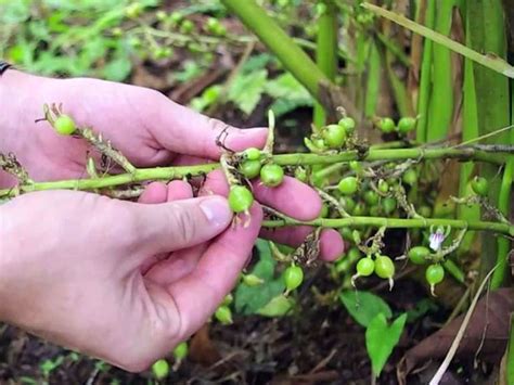 How To Grow Cardamom Plant Growing Elaichi In India India Gardening