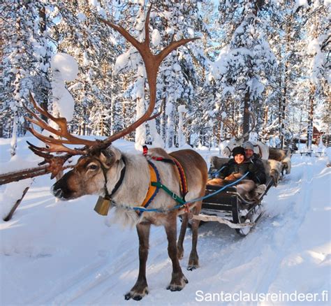 Driving A Reindeer Sleigh In A Snowy Forest In Lapland Finland Unique