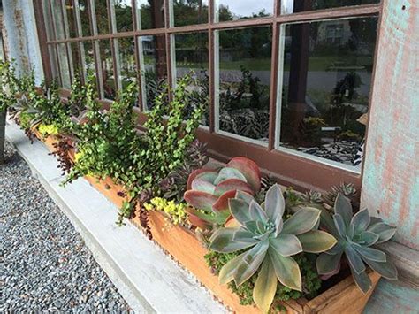 Buy iron window boxes direct from uk manufacturer. Slideshow Details | Window box plants, Plants, Easy care ...