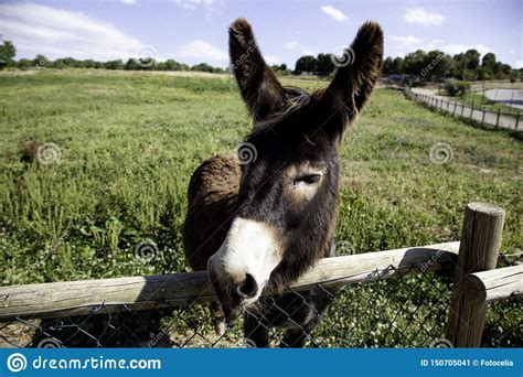 Donkeys On Farm Stock Image Image Of Headstrong Donkeys 150705041