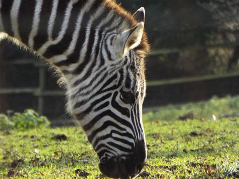 Grants Zebra Dartmoor Zoo Zoochat