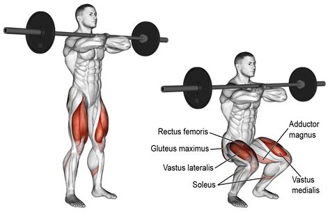 Why Front Squats Are Essential For Powerful Quad Activation Musculation