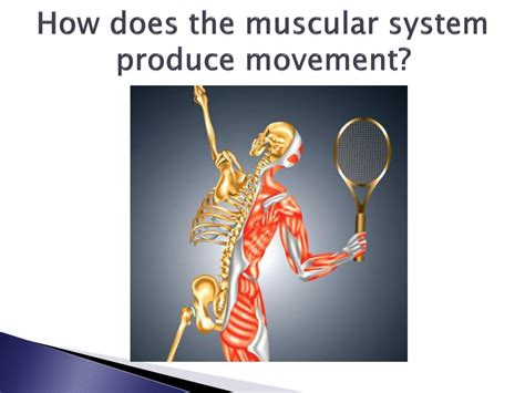 Movement Muscles Muscular System