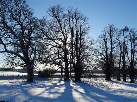 Mature Trees © Anne Burgess Cc By Sa20 Geograph Britain And Ireland