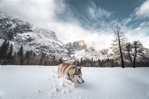 Siberian Husky In Snow 5k Wallpaperhd Animals Wallpapers4k Wallpapers