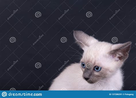 An Siamese Cat On A Black Background Stock Image Image Of Kitty