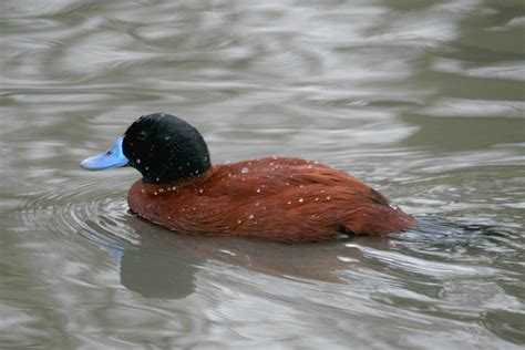 Argentina Blue Billed Duck By Roy Jackson At