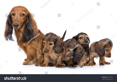 Mother Dogs Puppies Breed Dachshund Stock Photo 32950711