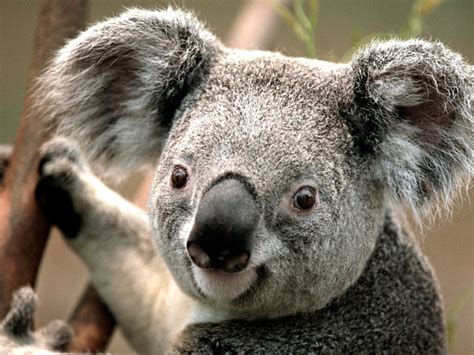 Koala Loài Gấu Dành 20 Giờ Mỗi Ngày để Ngủ Loài Vật