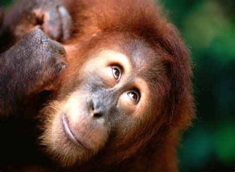 Encyclopaedia Of Babies Of Beautiful Wild Animals Baby Orangutan