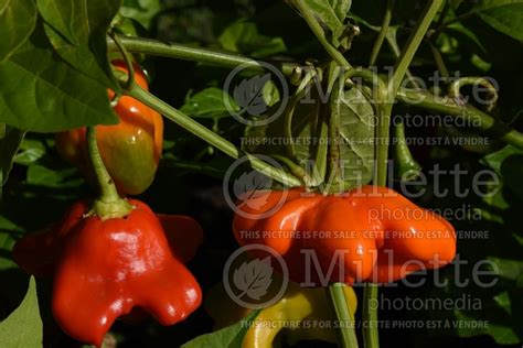 Photo Of Capsicum Mad Hatter Pepper Vegetable Poivron Piment