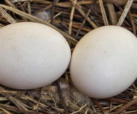 Wild Bird Eggs Creamy Brown Ground Nesting Minnesota Unique Rare Bird