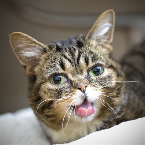 See Lil Bub's Latest Schemes to Kill You with Cuteness - Catster