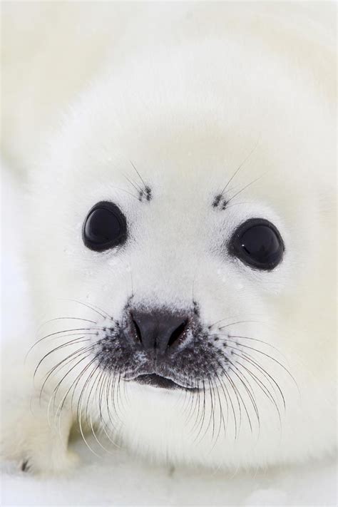 Baby White Fluffy Seal I Love This Precious Face Cute Animals Cute