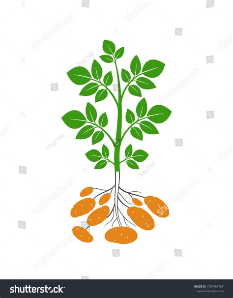 Crop Stages Potatoes Plant Isolated Harvest Stock Vector Royalty Free