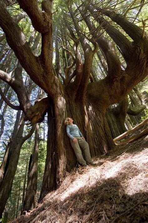 New Trail Opens On Lost Coast In Northern Mendocino County The Press