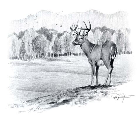 Buck Drawing At Explore Collection Of Buck Drawing