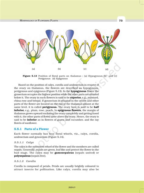 Morphology Of Flowering Plants Ncert Book Of Class Biology