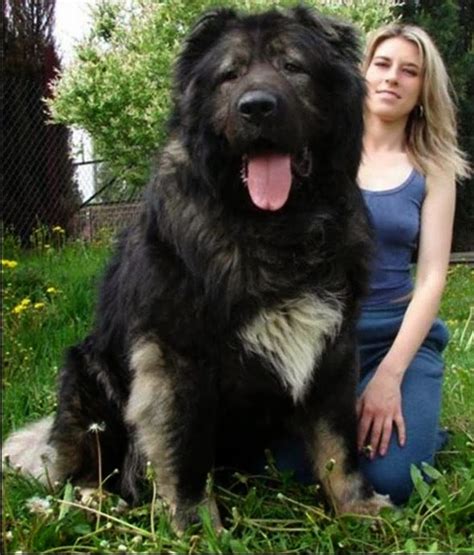 10 Dogs That Can Be Larger Than Their Owners Caucasian Mountain Dog