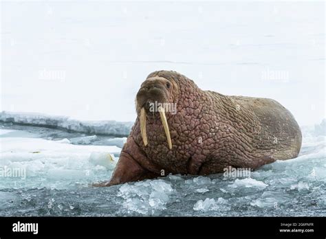 Two Walruses Odobenus Rosmarus Walrus Lying On A Polar Ice Floe In