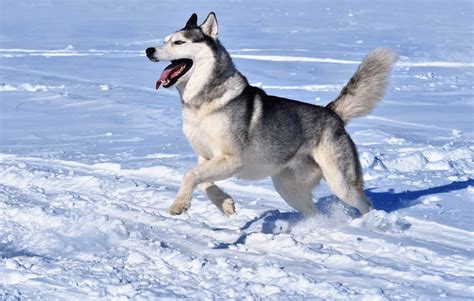 About The Breed Siberian Husky Highland Canine Training
