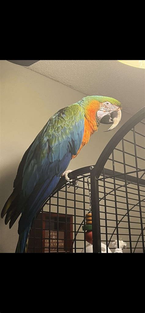 Catalina Macaw